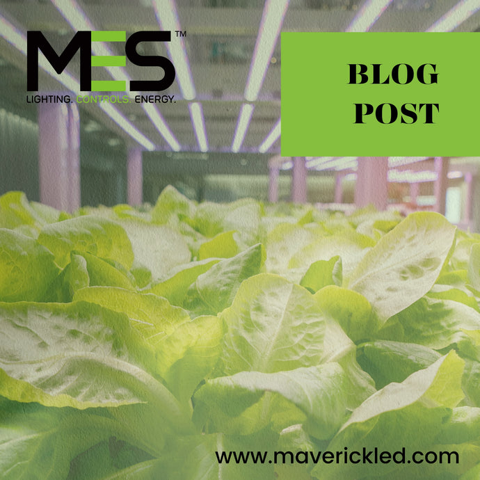 Illuminating Growth: The Role of LED Lighting in Indoor Plant Growth