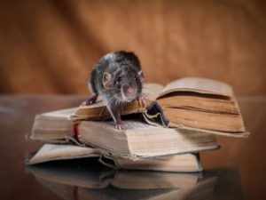 Expert Pest Control for Rat Eradication